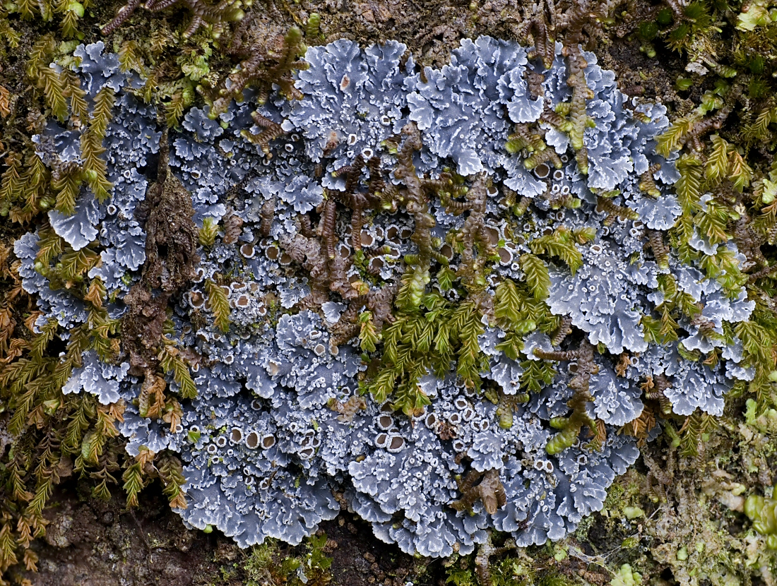 Представитель Семейства Pannariaceae